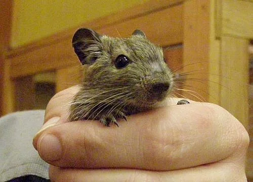 Osmák degu