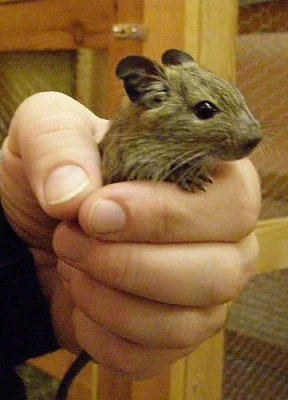 Osmák degu