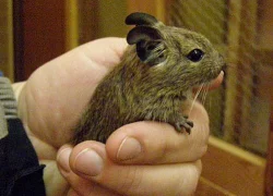Osmák degu