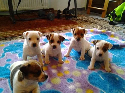 JACK RUSSEL TERIER pejsci+fenky