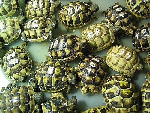 Suchozemské želvy zelenavé, vroubené, žlutohnědé
