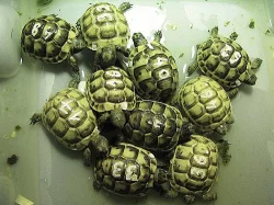 Suchozemské želvy zelenavé, vroubené, žlutohnědé