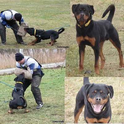 Rottweiler s PP
