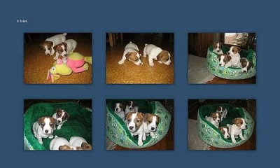 jack russell terier