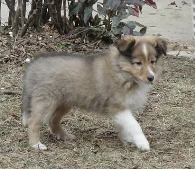 Sheltie zlaté barvy