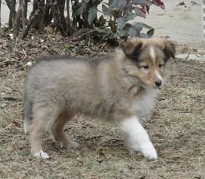 Sheltie zlaté barvy