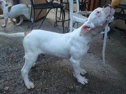 American Bulldog