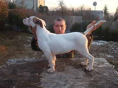 American Bulldog