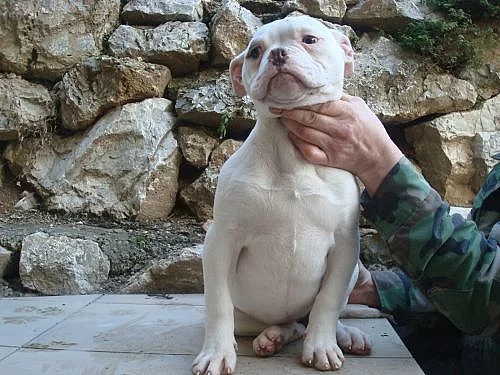 American Bulldog