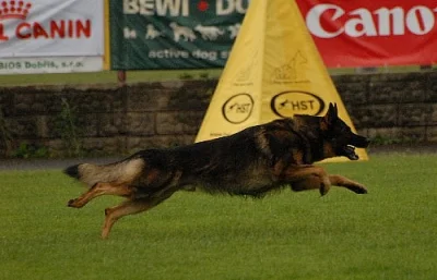 Německý ovčák štěňata - zadám květen 2012