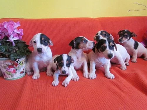 jack russel terier štěnátka za 2500kč
