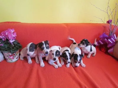 jack russel terier štěnátka za 2500kč