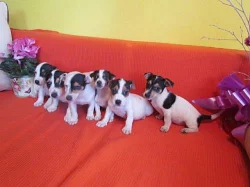 jack russel terier štěnátka za 2500kč