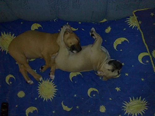 americký pitbulteriér
