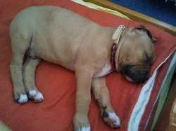 americký pitbulteriér