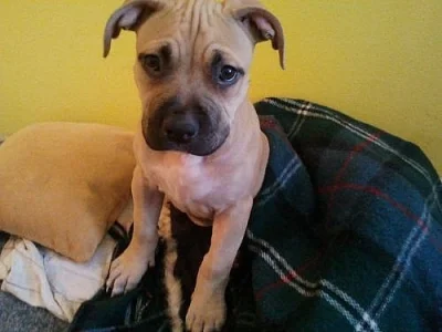 americký pitbulteriér