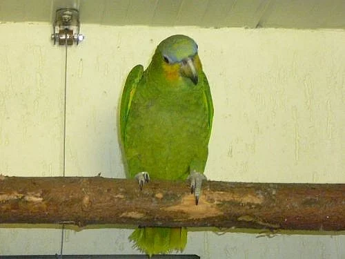 amazonan venezuelský