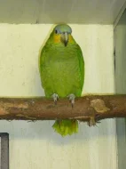 amazonan venezuelský