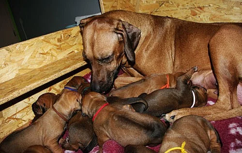 Rhodesian Ridgeback štěňata s PP