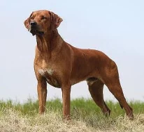 Rhodesian Ridgeback štěňata s PP