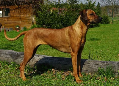 Rhodesian Ridgeback štěňata s PP