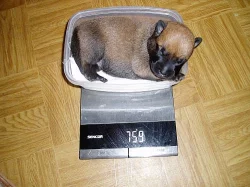 Belgický ovčák malinois - štěňátka s PP