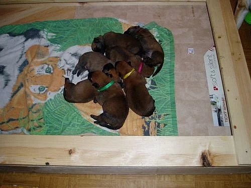 Belgický ovčák malinois - štěňátka s PP