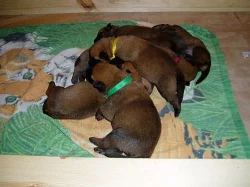 Belgický ovčák malinois - štěňátka s PP