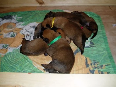 Belgický ovčák malinois - štěňátka s PP