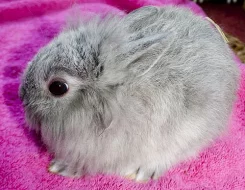 roztomilý králíček
