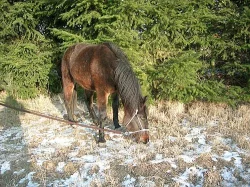 prodám kobylku