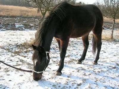 prodám kobylku