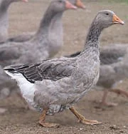 FARMA KLOKOČÍ