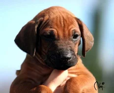 Rhodesian Ridgeback