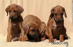Rhodesian Ridgeback