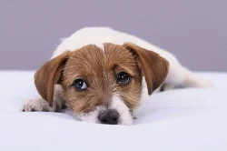Jack Russell teriér