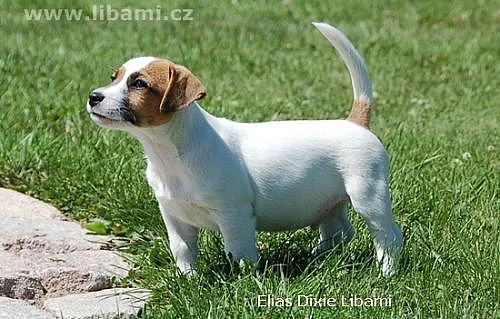 Jack Russell teriér