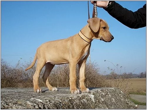 Rhodesian Ridgeback