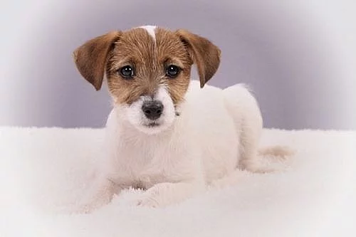 Jack Russell teriér