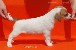 Jack Russell teriér