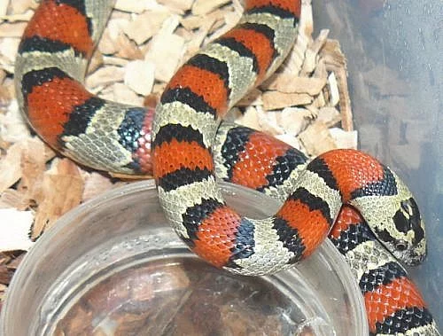 L.mexicana greeri
