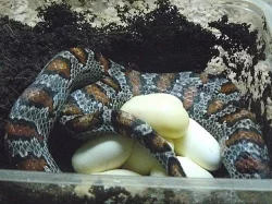 L.mexicana greeri
