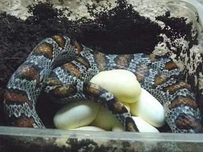 L.mexicana greeri