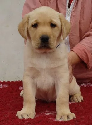 Daruji štěně labradora s PP