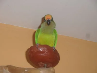 Aratinga zlatočelý