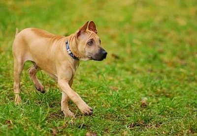 Thajký ridgeback-štěnátko s PP