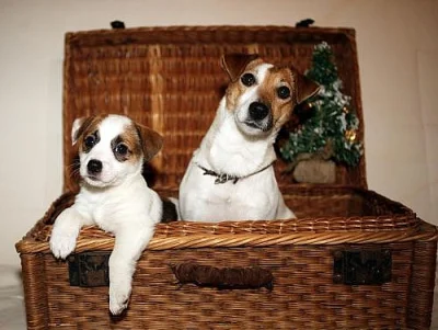 Štěňata jack russell teriera s PP