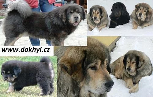 Tibetská doga, Tibetan Mastiff, DoKhyi - štěňátka
