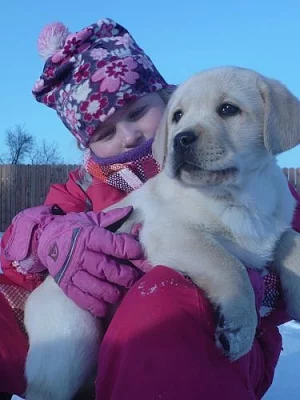 Labradorský retrívr s PP-ŽLUTÁ ŠTĚŇÁTKA