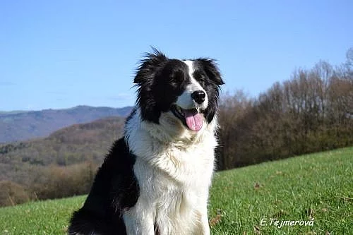 BORDER KOLIE